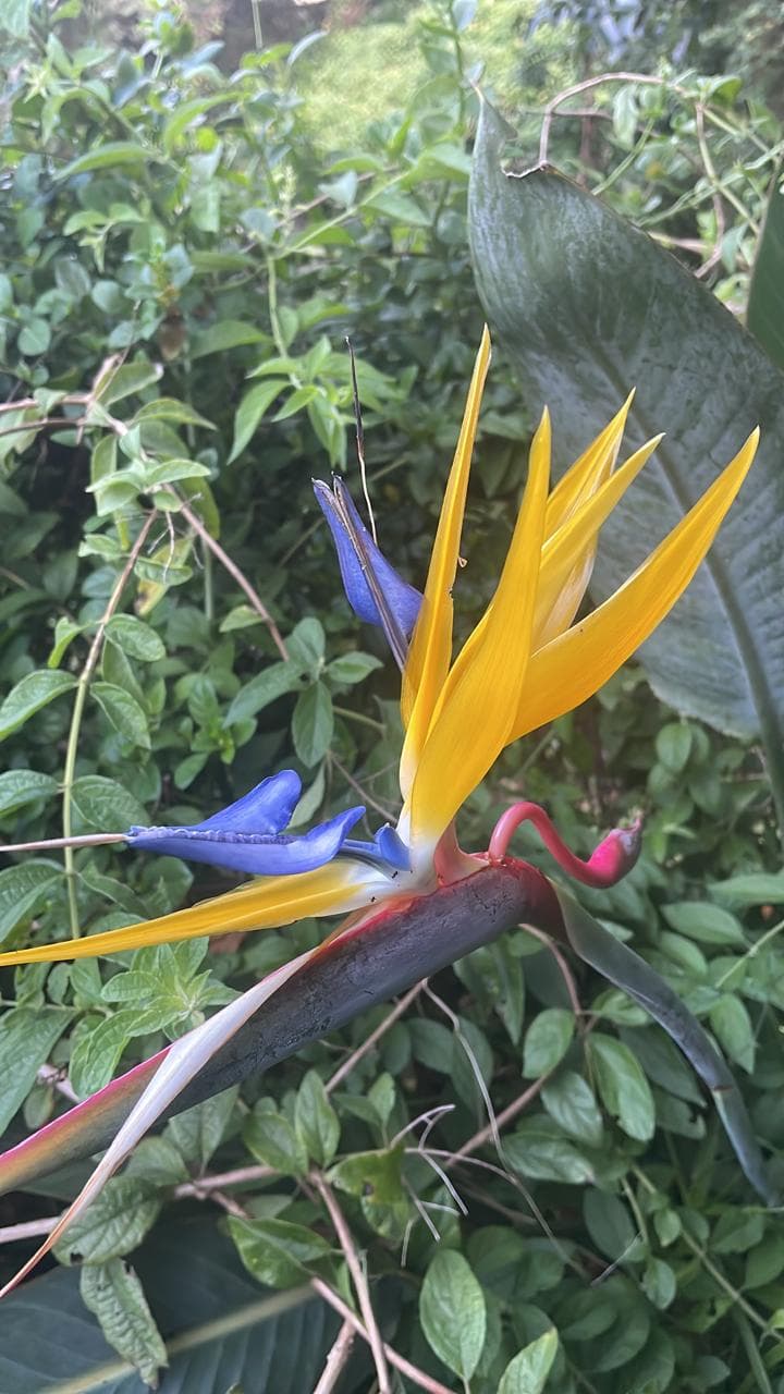 Vibrant Bird of Paradise flower in full bloom