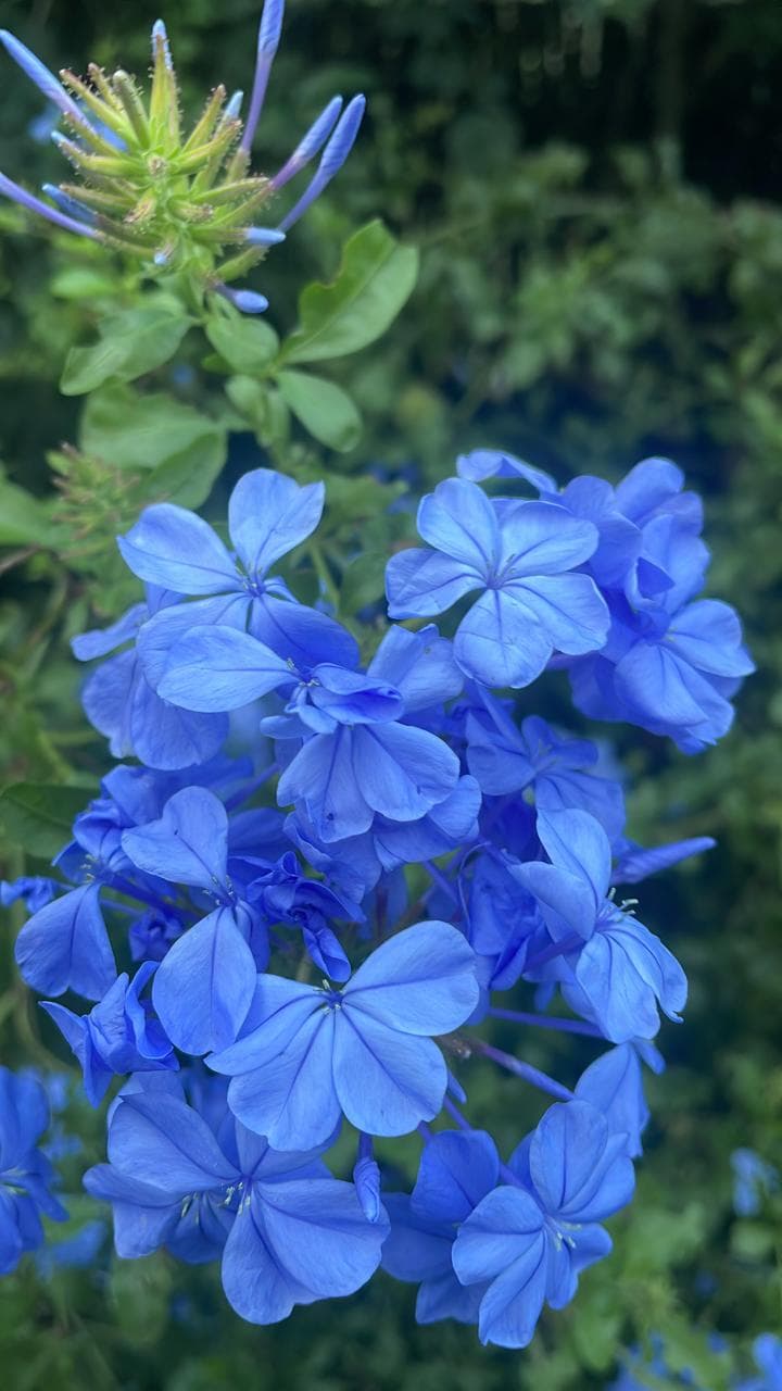 Cluster of vivid blue Plumbago flowers