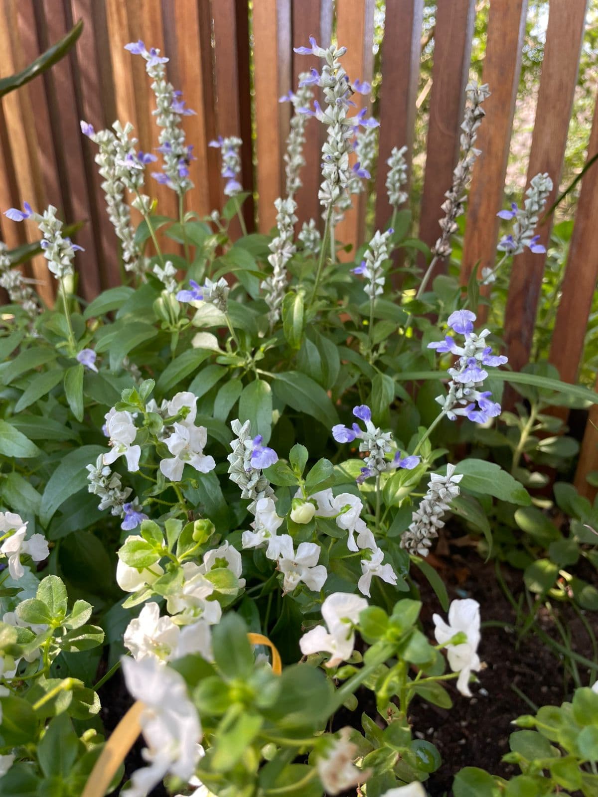 Blue and white Salvia flowers in garden bed by timber fence