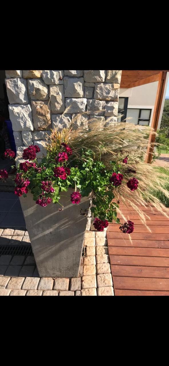 Geraniums and ornamental grasses in concrete planter