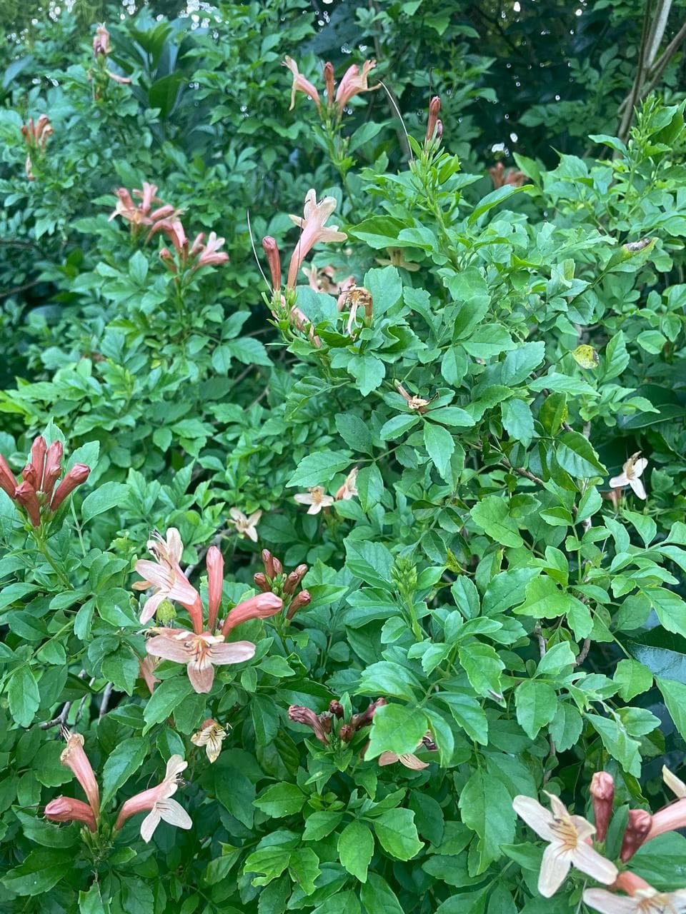 Pink honeysuckle flowers blooming in lush green garden