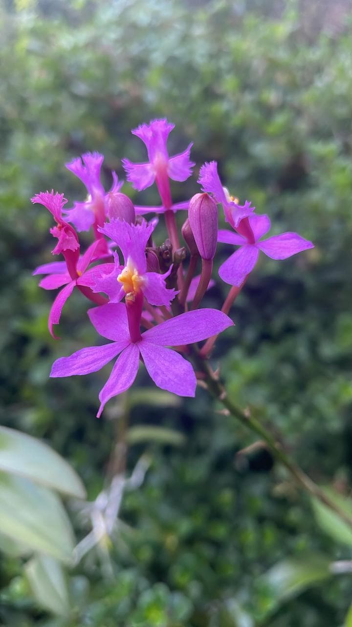 Purple Epidendrum orchid cluster in bloom