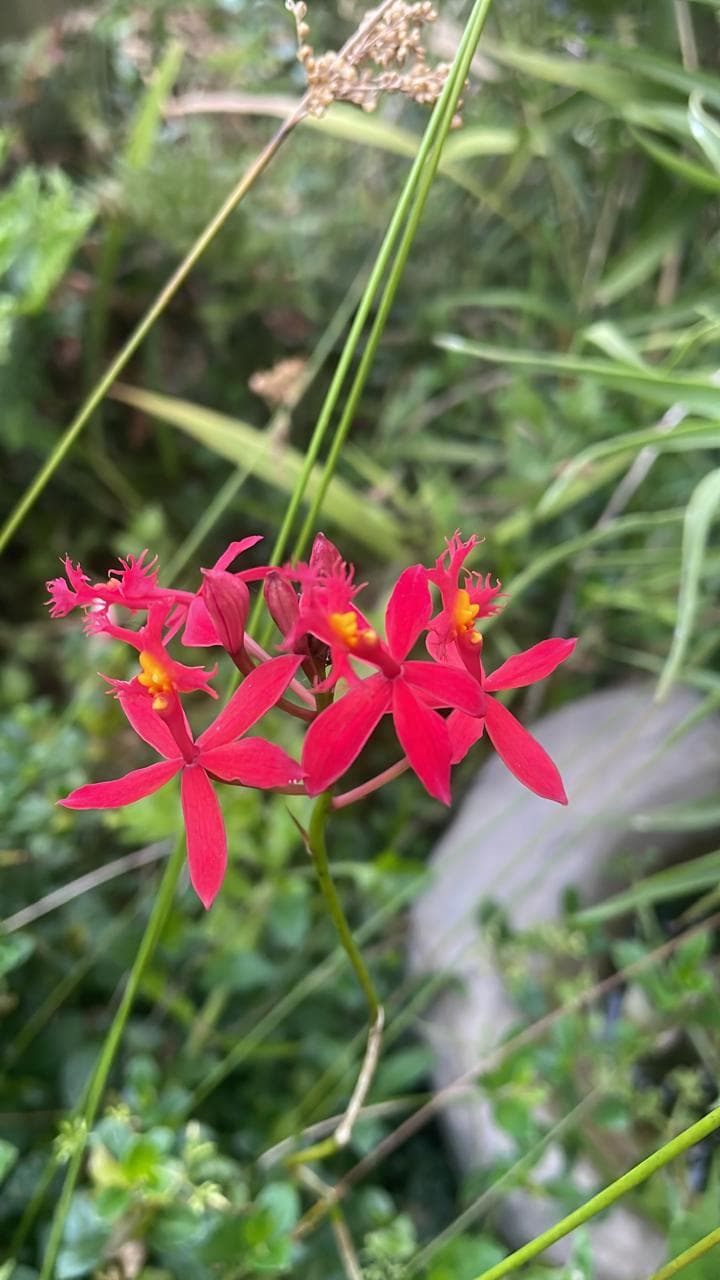 Bright red Epidendrum orchid flowers in garden