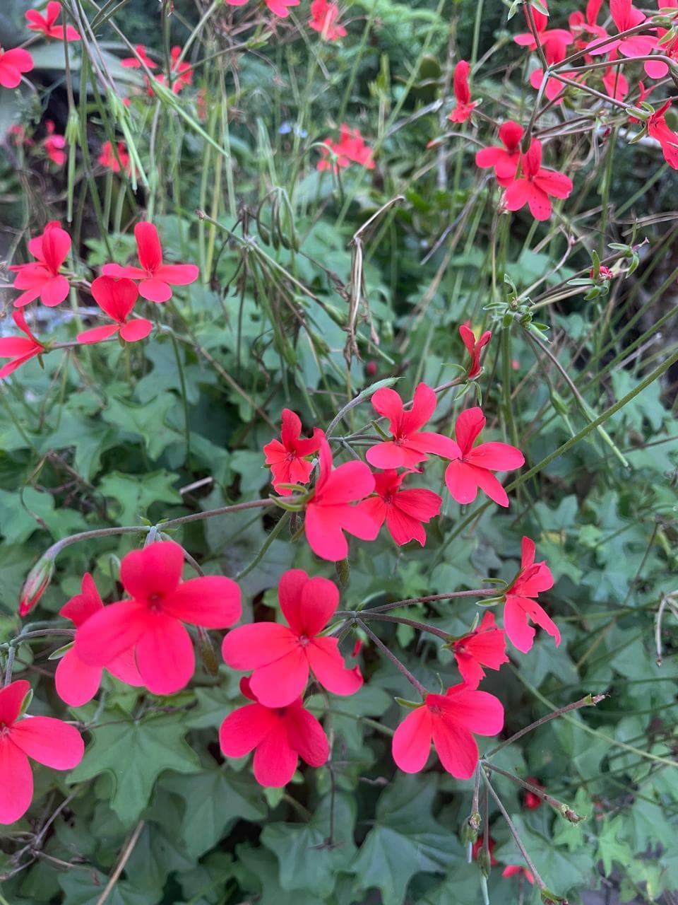 Vivid red geraniums in abundant garden planting