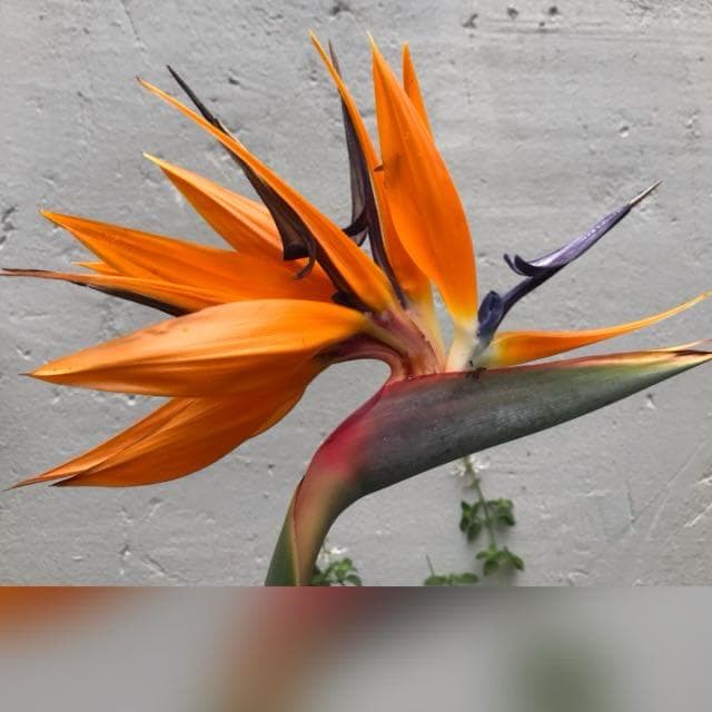 Strelitzia Bird of Paradise flower close-up