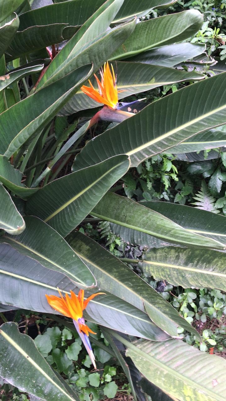 Strelitzia Bird of Paradise plants in lush garden bed
