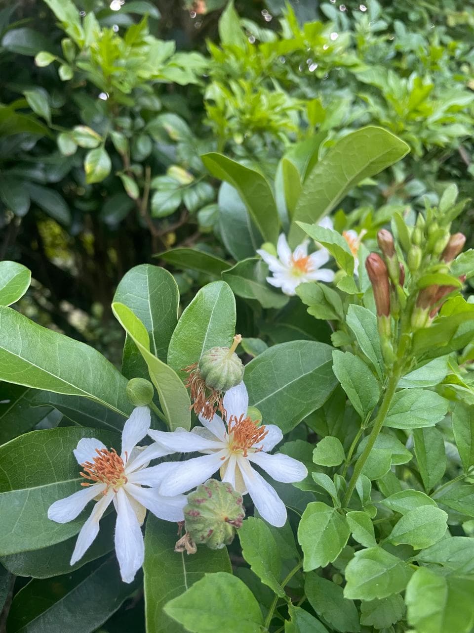 Delicate white citrus blossoms with orange centres