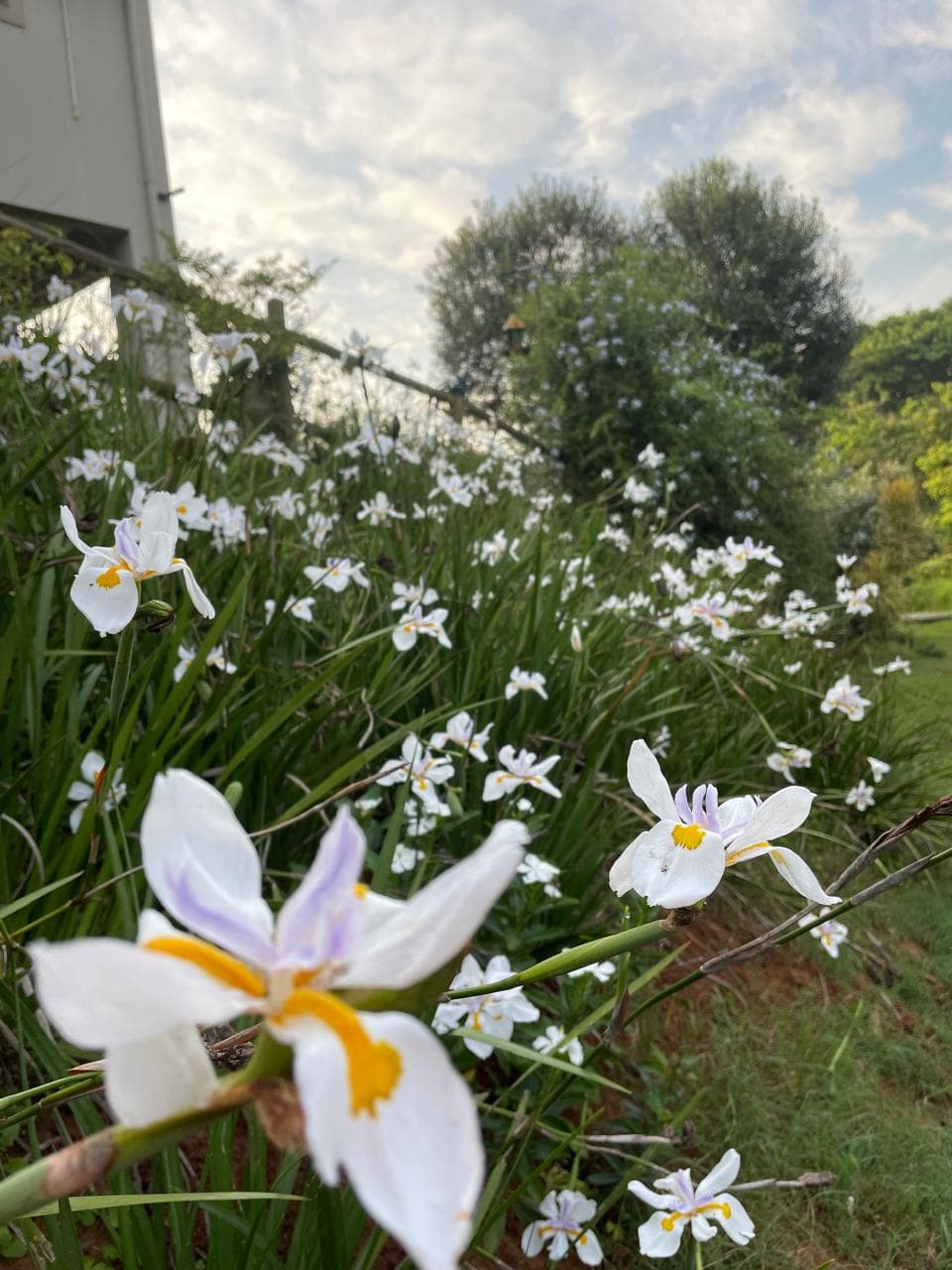 White wild irises (Dietes) blooming in garden