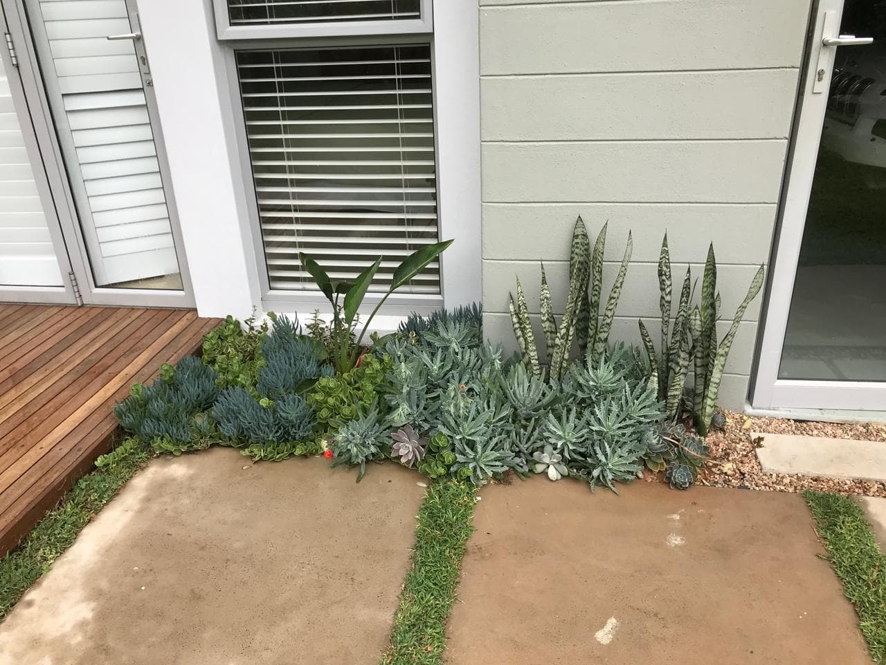 Water-wise succulent garden bed with snake plants against wall